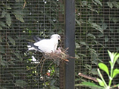 CairnsTC189 Cairns Tropical Zoo
